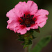 Potentilla "Miss Willmott"