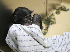 Bonobokind (Wilhelma)
