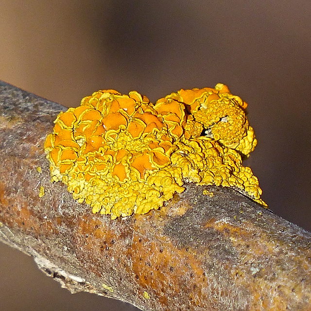 Colourful lichen