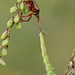 Picromerus bidens and prey