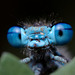 damselfly_007