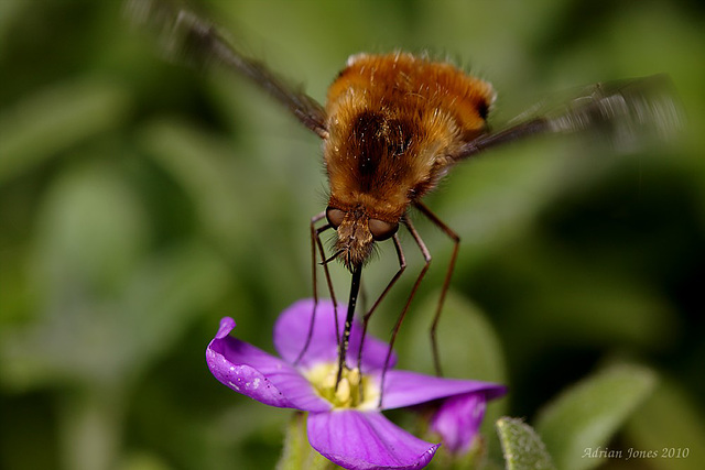 Bee-fly