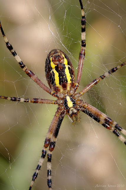 Wasp Spider  (Argiope bruennichi)