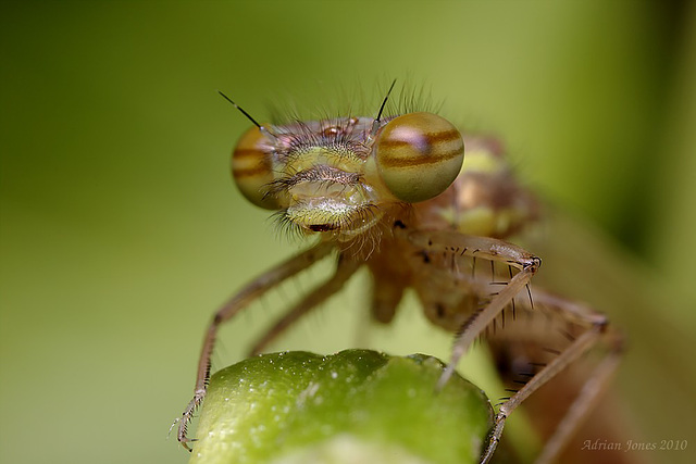 Large Red Damselfly