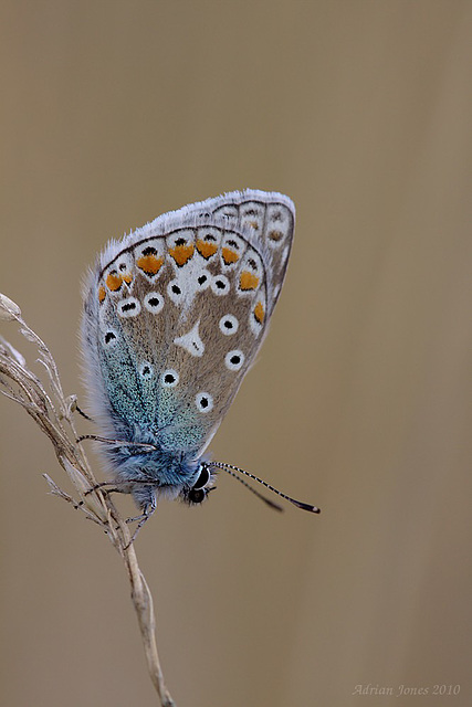 Common Blue Butterfly