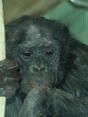 Bonobo-Chefin Kombote (Wilhelma)