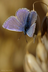 Common Blue Butterfly