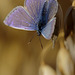 Common Blue Butterfly