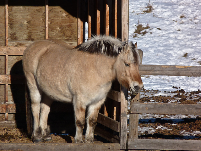 Norwegian Fjord Horse