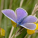 common_blue_008