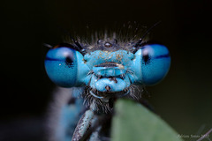 damselfly