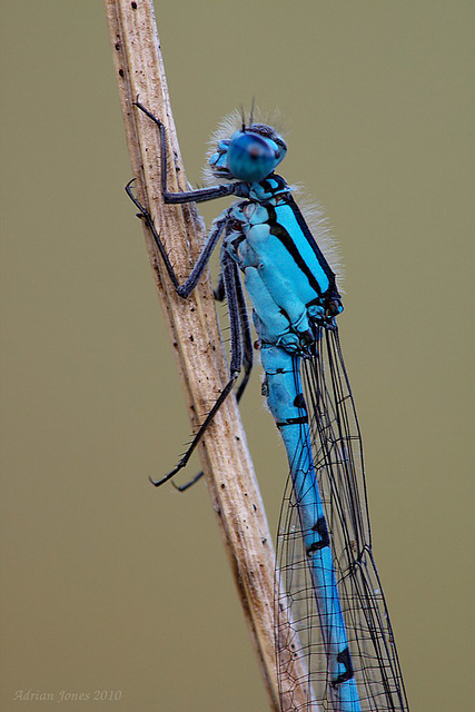 Damselfly