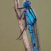 Damselfly