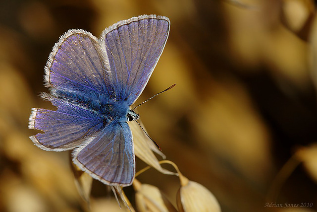 Common Blue Butterfly