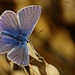 Common Blue Butterfly