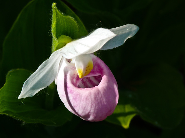 Showy Lady's-slipper