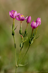 Common Centaury (Centaurium erythraea)