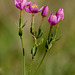 Common Centaury (Centaurium erythraea)