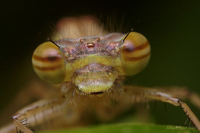 Large Red Damselfly