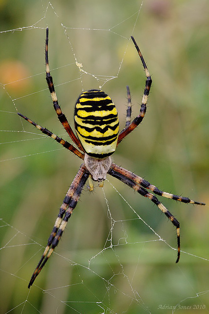 Wasp Spider (Argiope bruennichi)