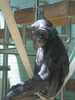 Bonobomann (Wilhelma)