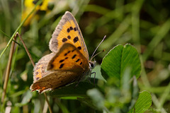 Small Copper Butterfly.