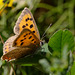 Small Copper Butterfly.