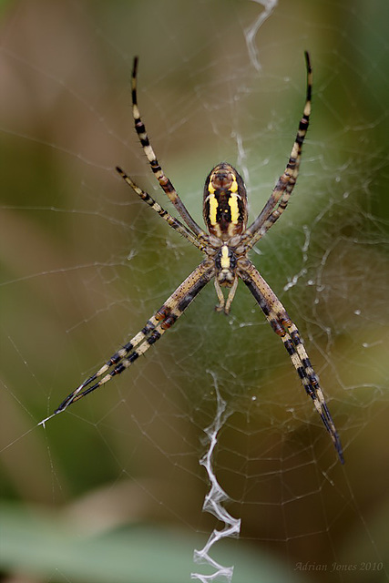 Wasp Spider  (Argiope bruennichi)