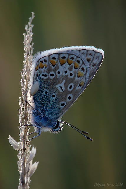 Common Blue Butterfly