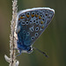 Common Blue Butterfly