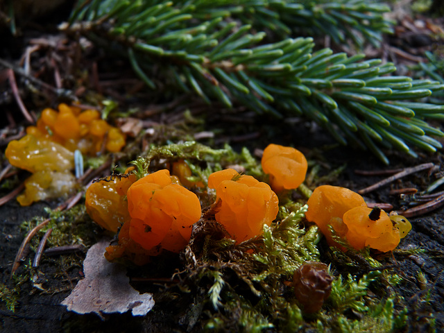 Orange Jelly Fungus