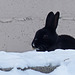 Wild European Rabbit