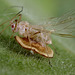 Aphid with Parasite Cocoon