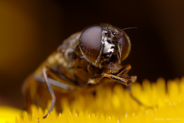 Hoverfly