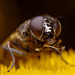 Hoverfly