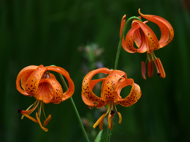 Orange trio