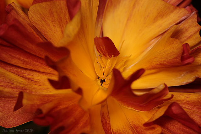 Californian Poppy