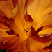 Californian Poppy