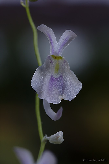 Utricularia sandersonii