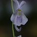 Utricularia sandersonii