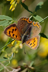 Small Copper Butterfly