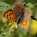 Small Copper Butterfly