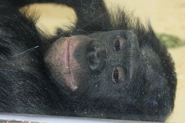 Junger Bonobomann (Wilhelma)