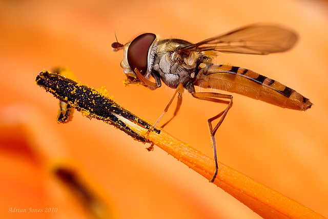 Hoverfly