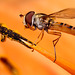 Hoverfly