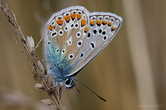 Common  Blue Butterfly