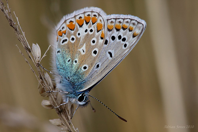 Common  Blue Butterfly