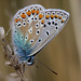Common  Blue Butterfly