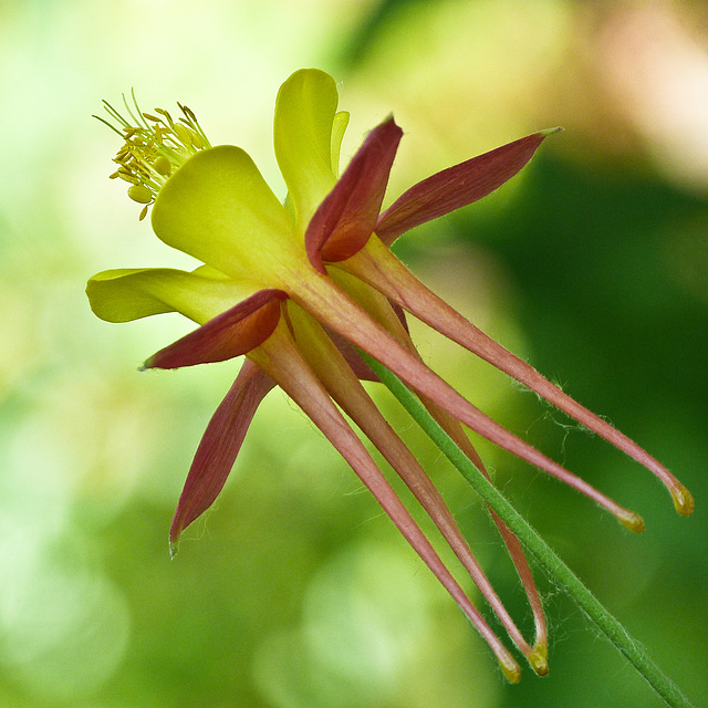 Reaching for the sun