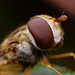 Hoverfly eye.